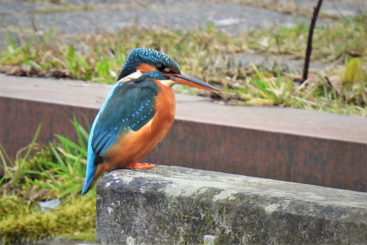 Common Kingfisher - ML542180961