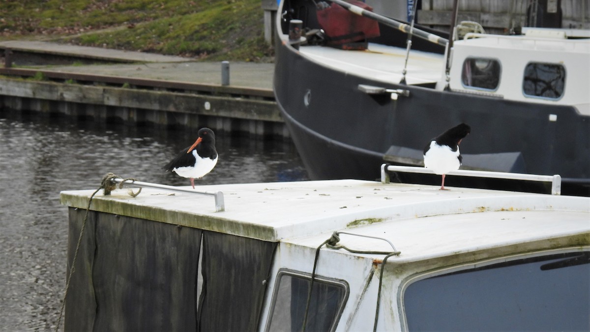 Eurasian Oystercatcher (Western) - ML542181001