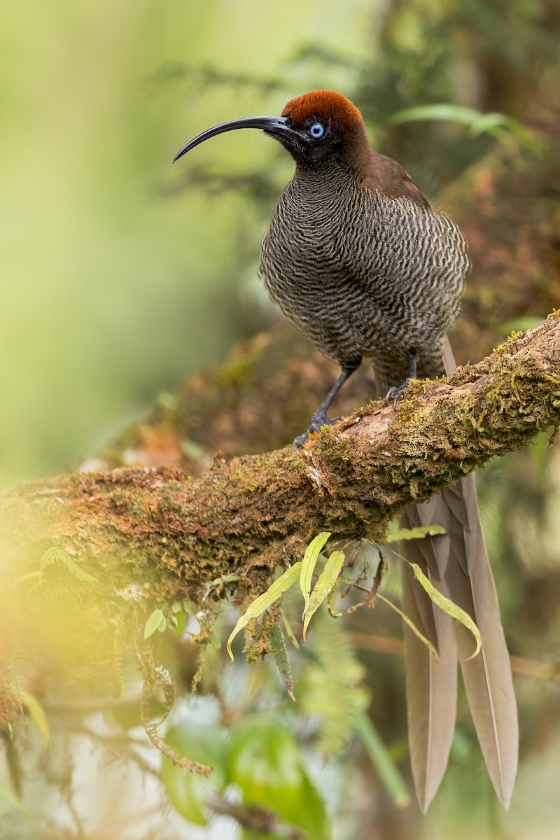 Brown Sicklebill - ML542181171