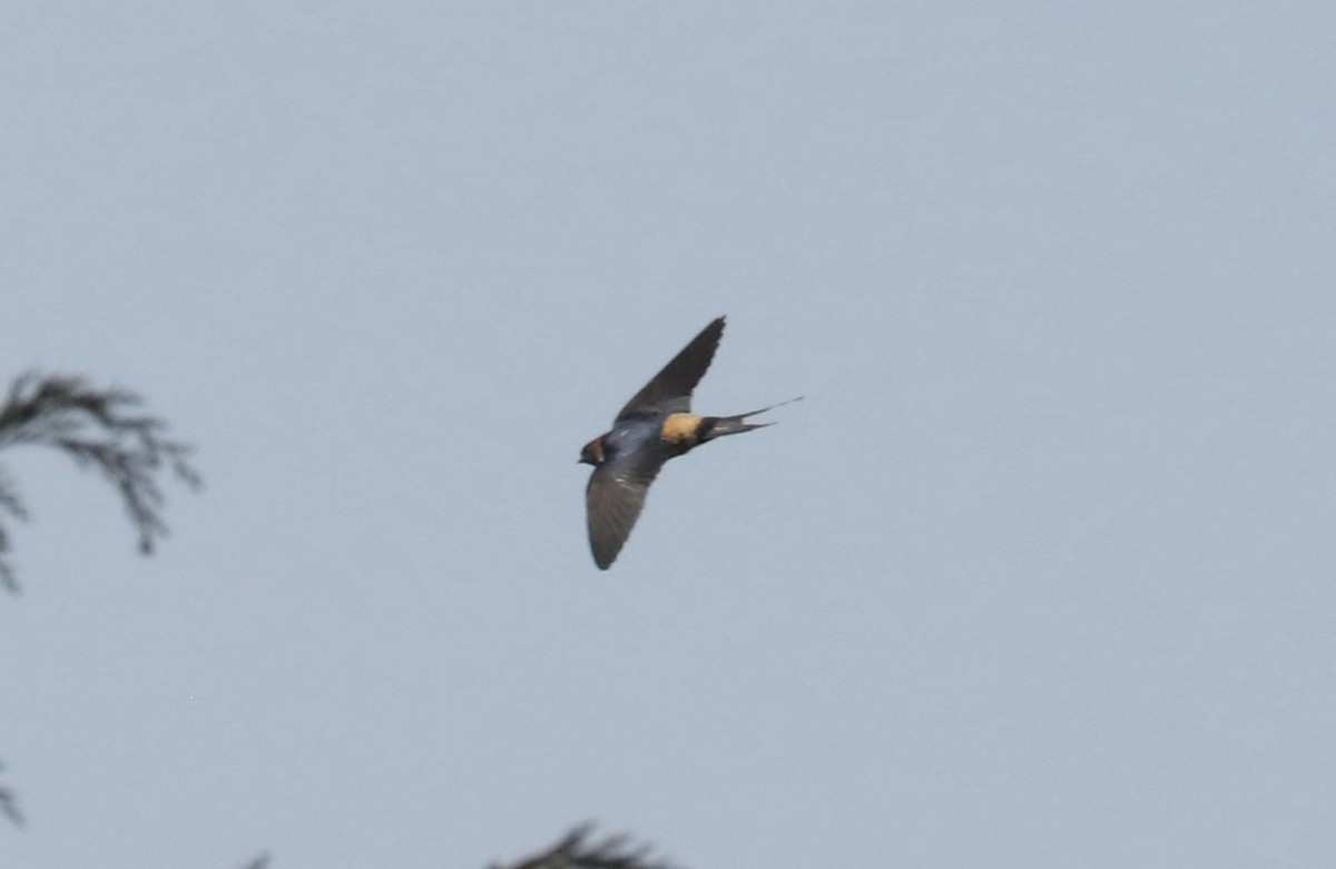 Red-rumped Swallow - ML542181291