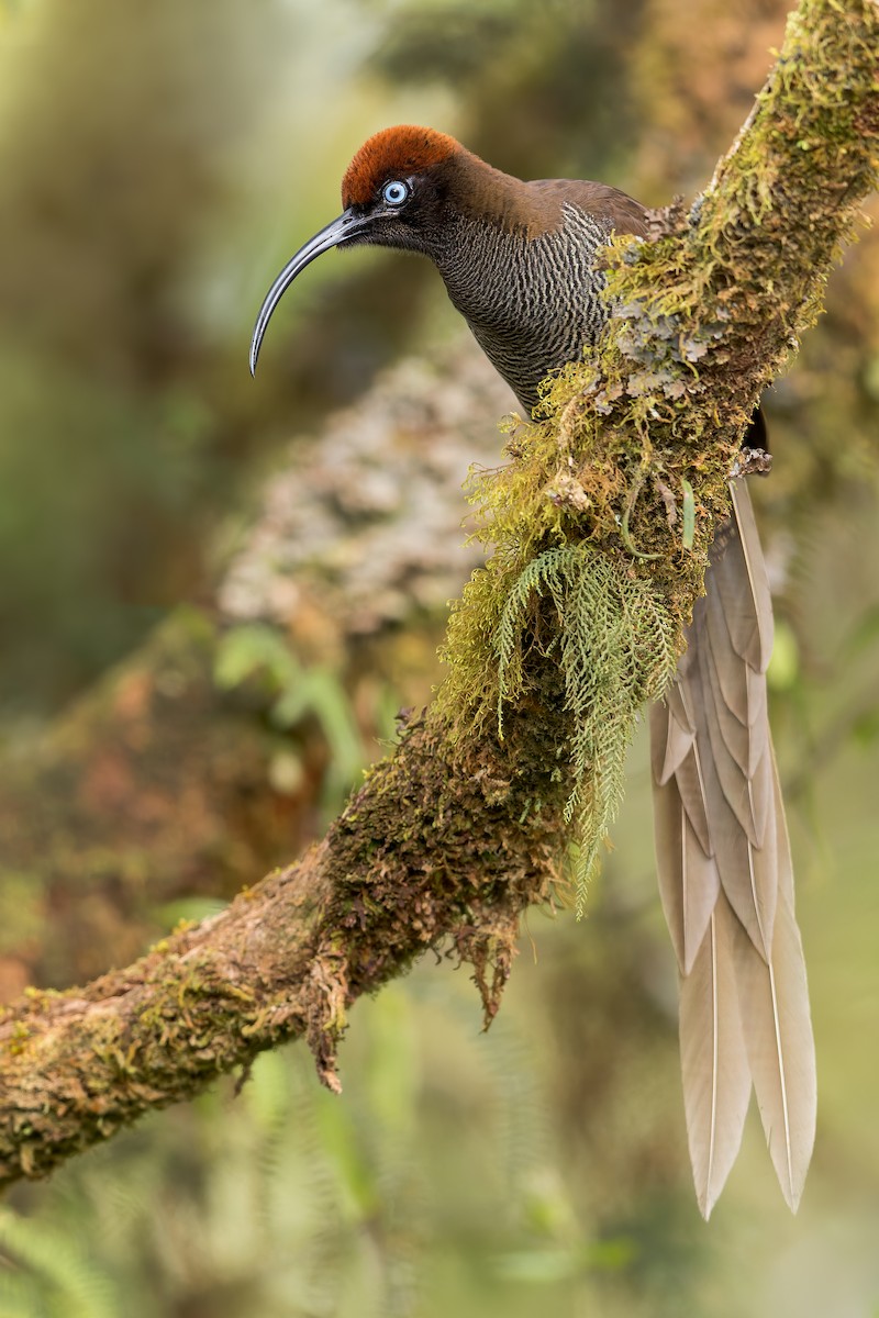 Brown Sicklebill - ML542181311