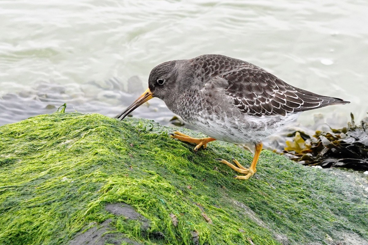 Purple Sandpiper - ML542181391