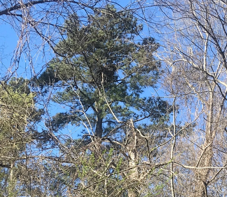 Bald Eagle - ML542181511