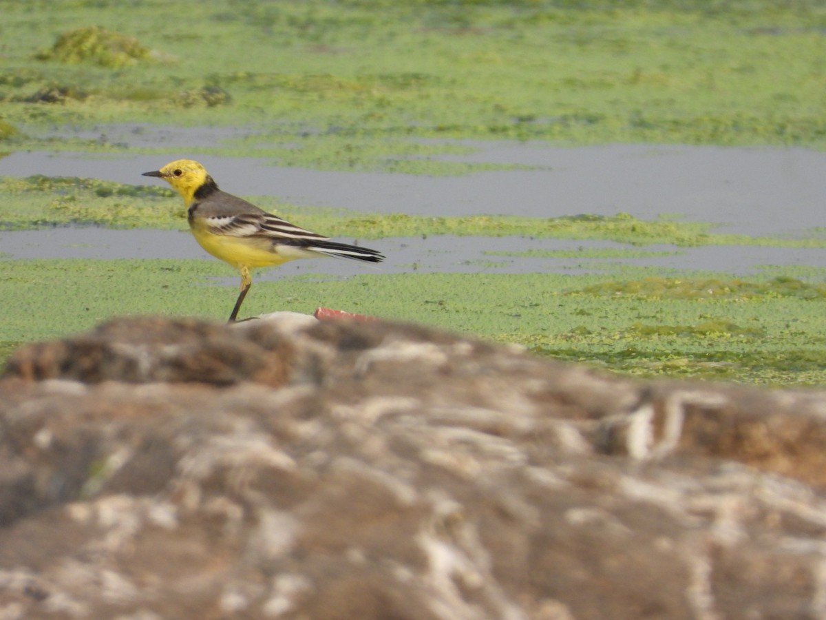 Citrine Wagtail (Gray-backed) - ML542181771