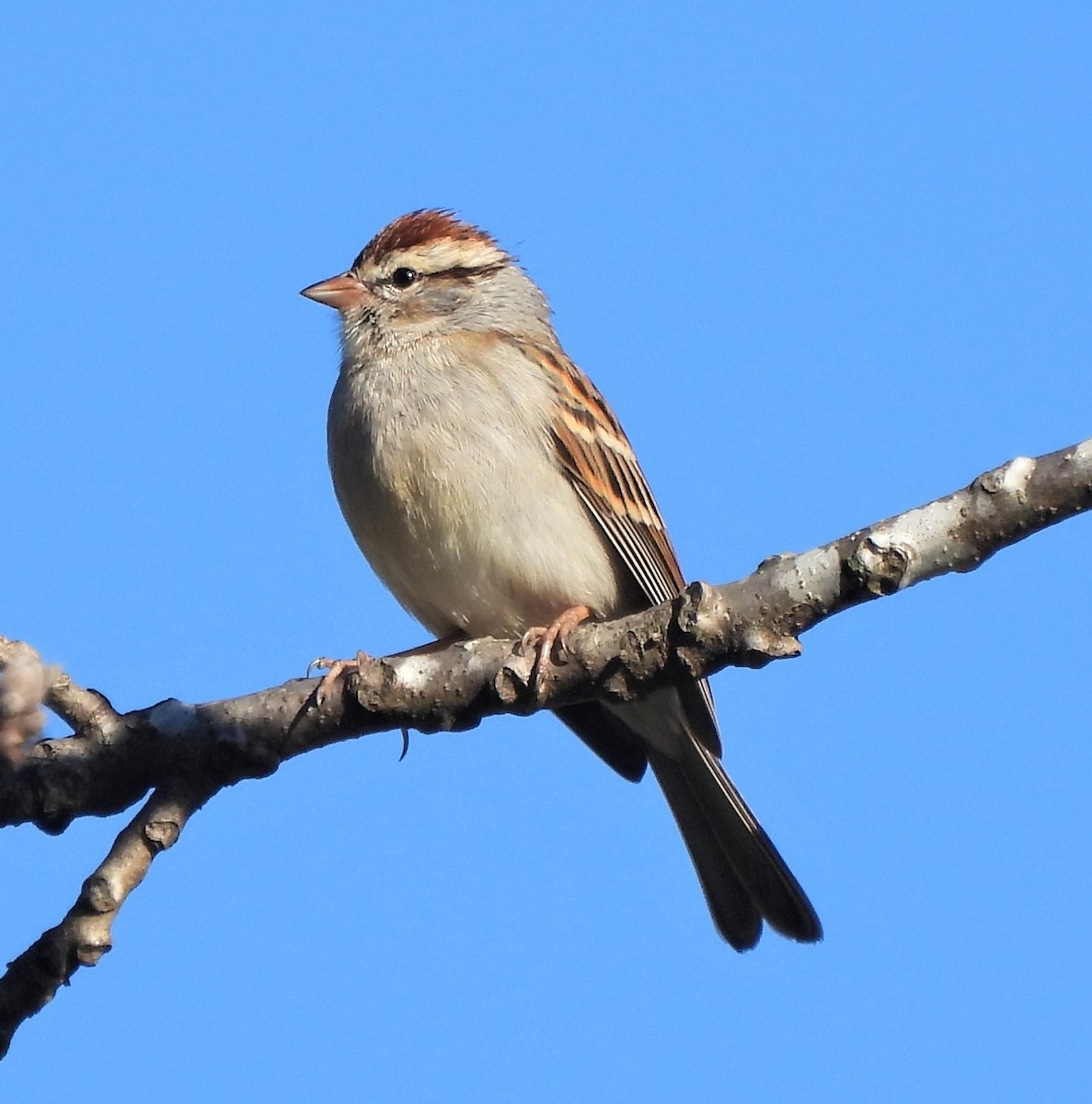 Chipping Sparrow - ML542182961