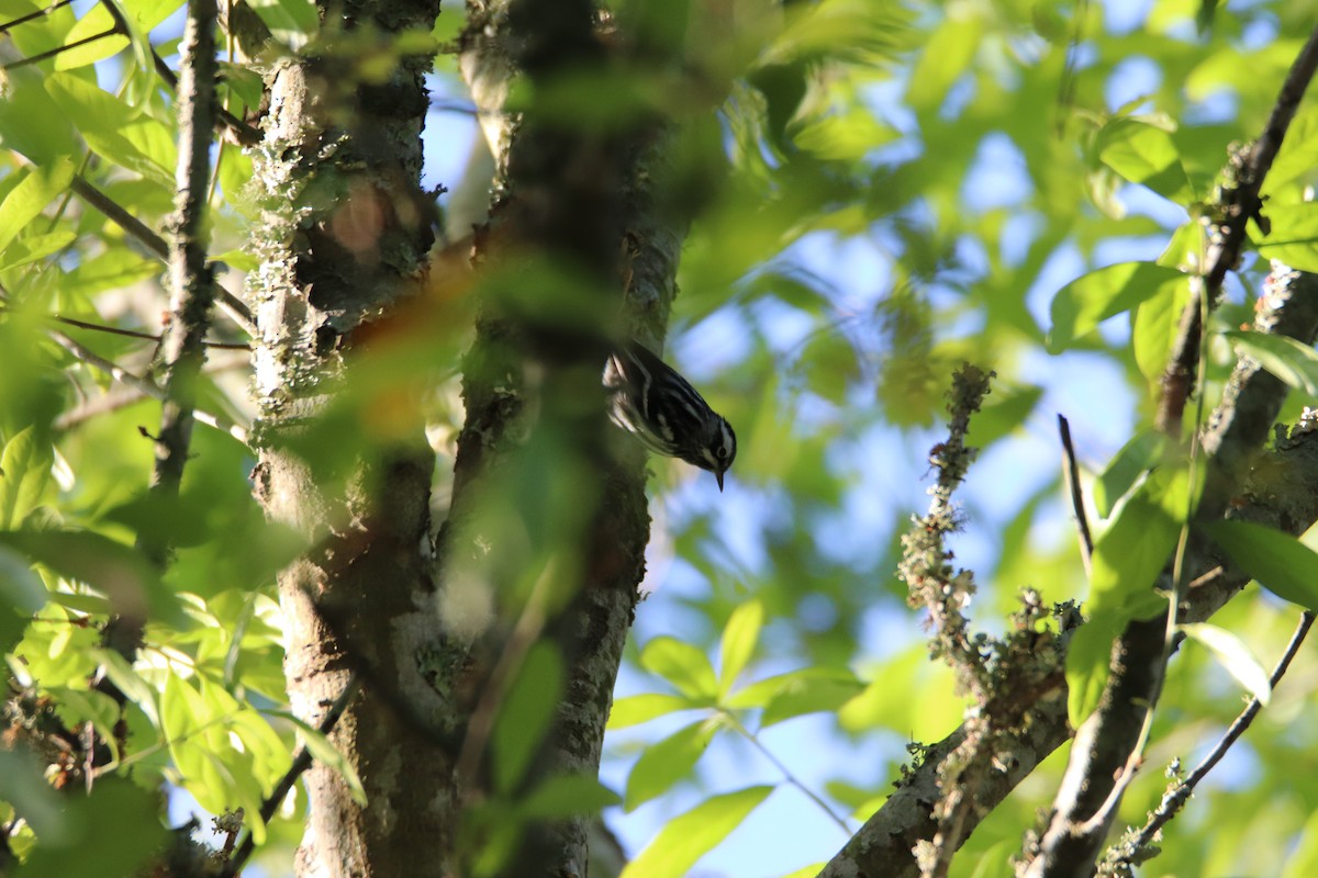 Black-and-white Warbler - ML542184301