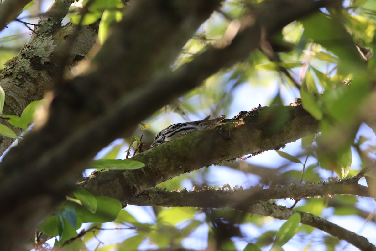 Black-and-white Warbler - ML542184311