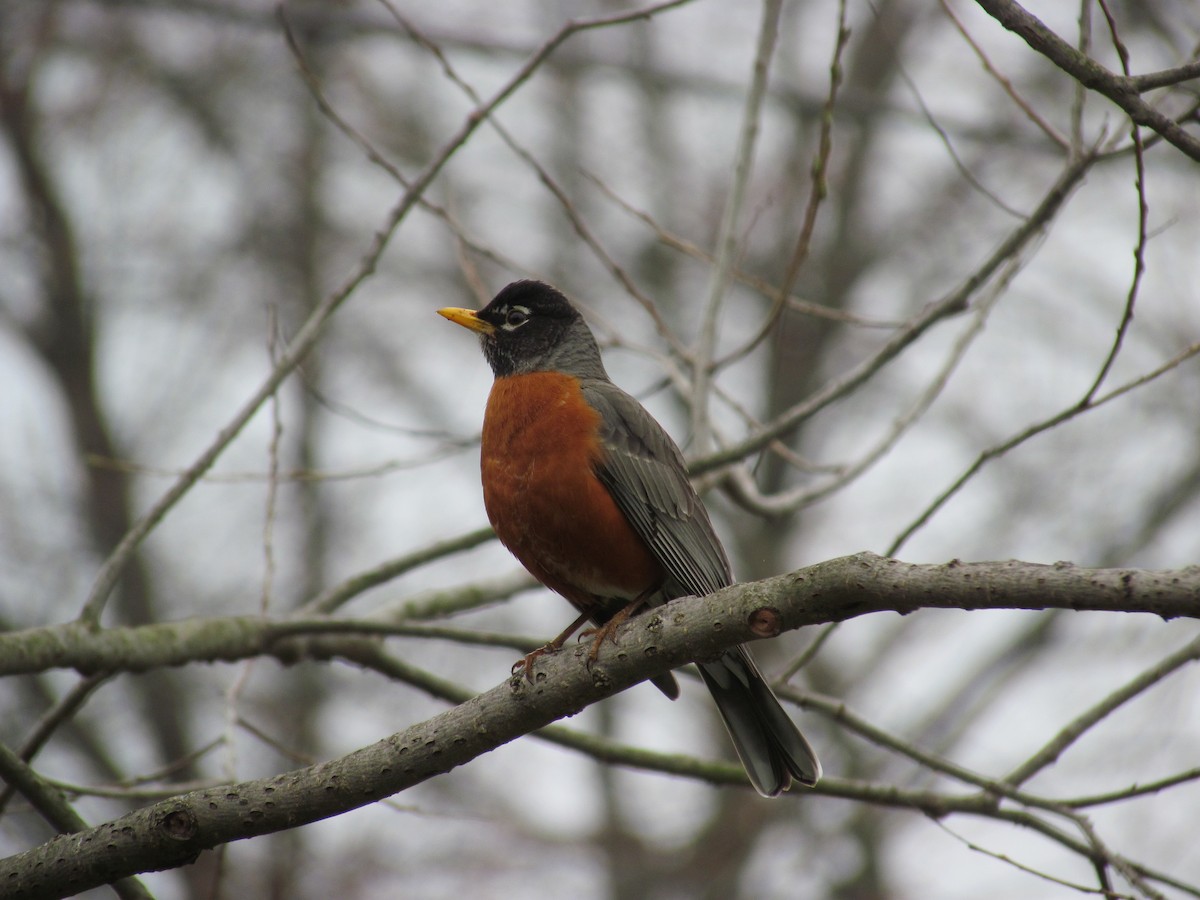 American Robin - ML54218561