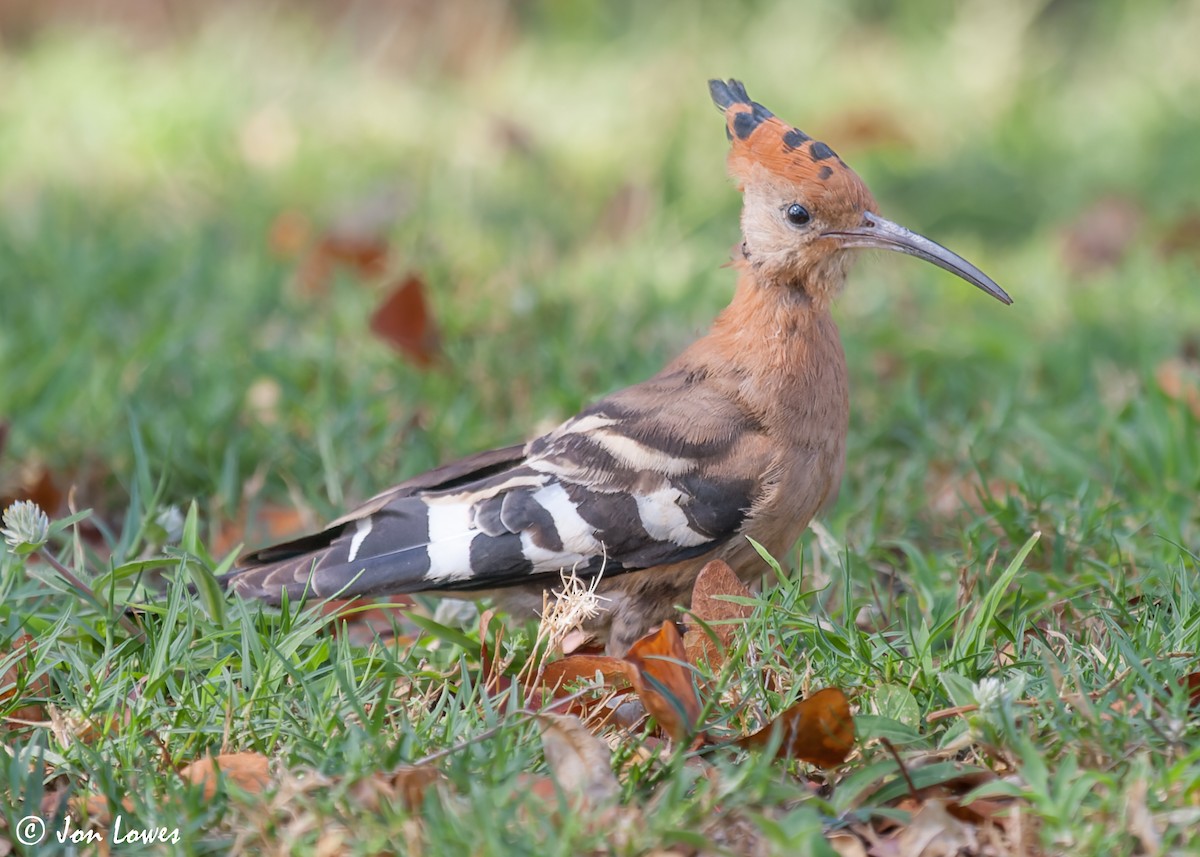 Eurasian Hoopoe (African) - ML542185821