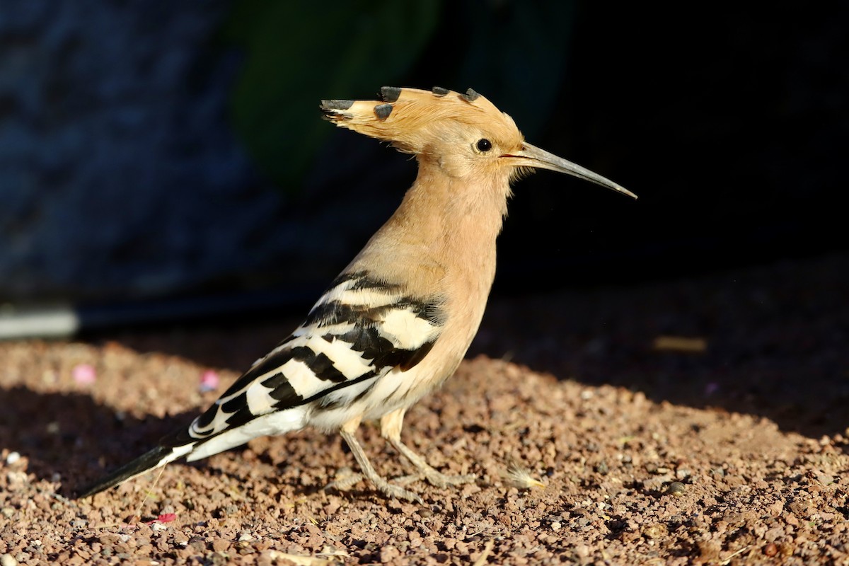 Eurasian Hoopoe - ML542186411