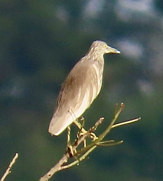 Javan Pond-Heron - Brian Iverson