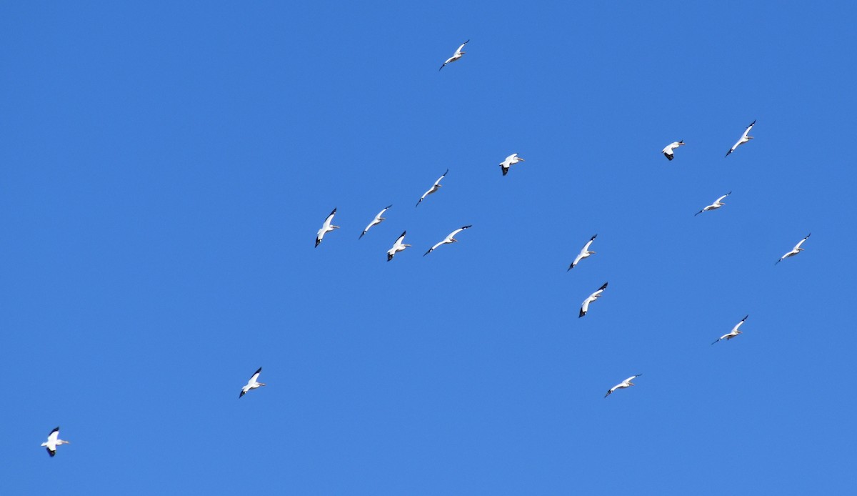 American White Pelican - ML542188801