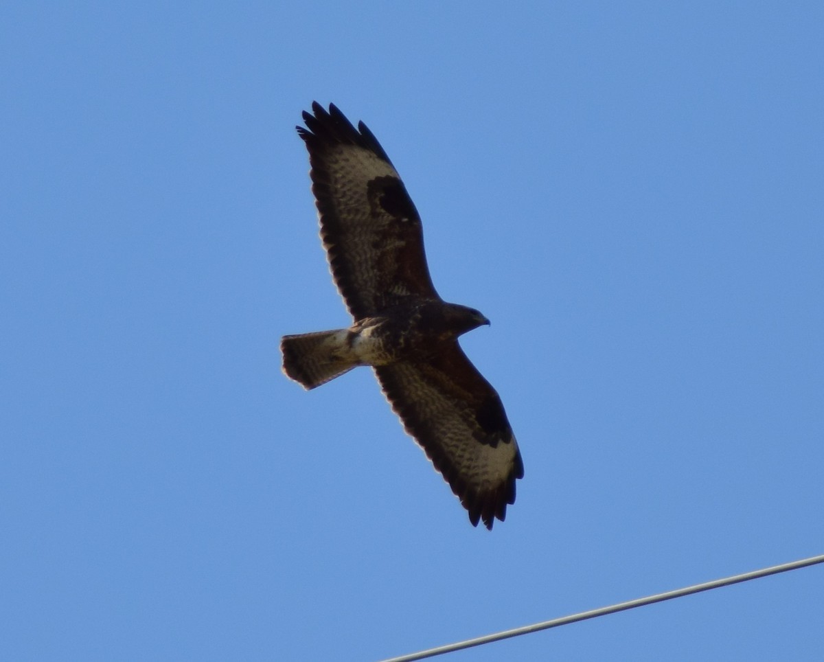 Common Buzzard - ML542189051