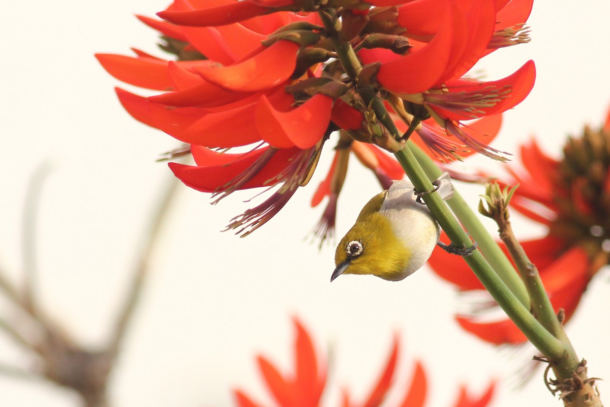 Indian White-eye - ML542189161