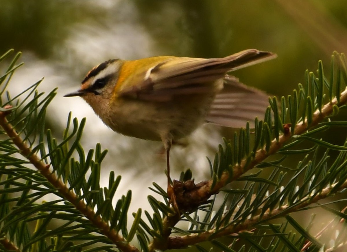 Common Firecrest - Marek Přidal