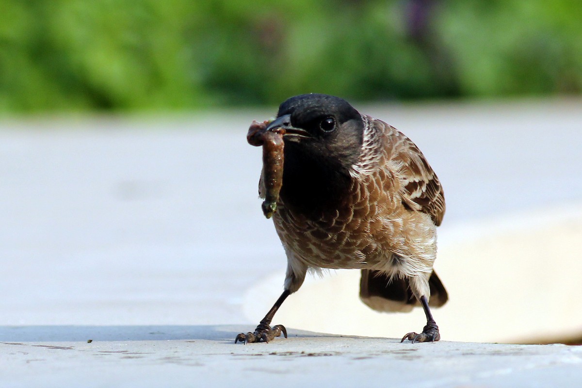 Red-vented Bulbul - ML542189661