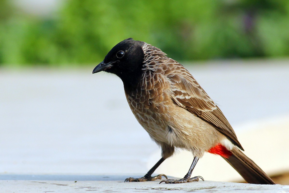 Bulbul à ventre rouge - ML542189671