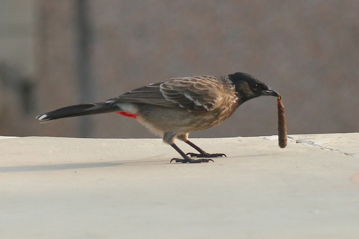 Red-vented Bulbul - ML542189681