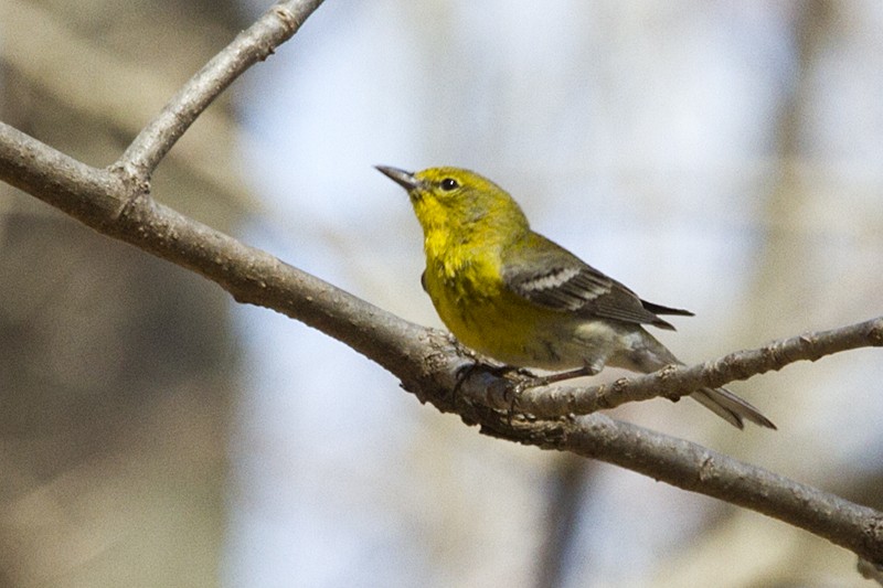 Pine Warbler - Ernst Mutchnick