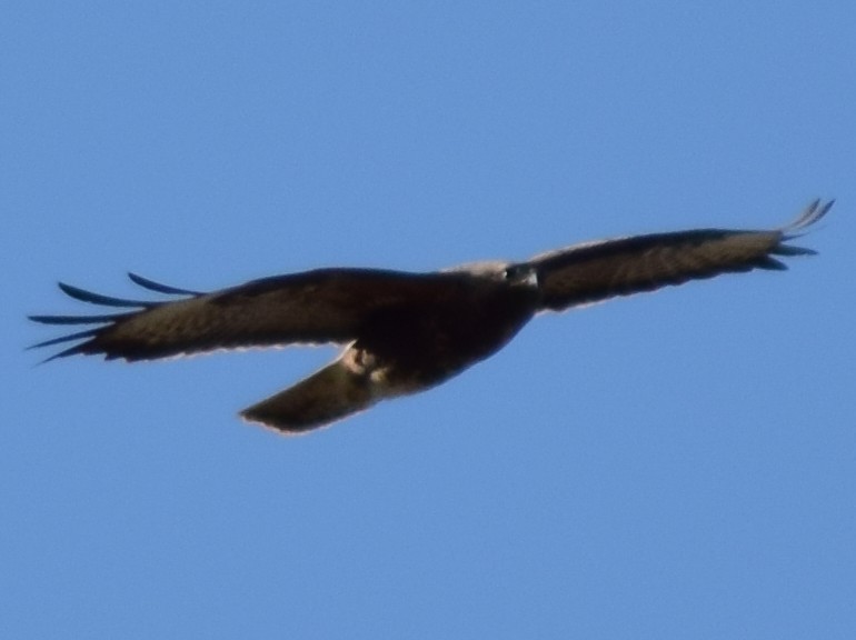 Common Buzzard - ML542190271