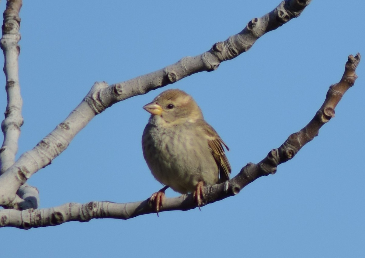 Moineau espagnol - ML542190381