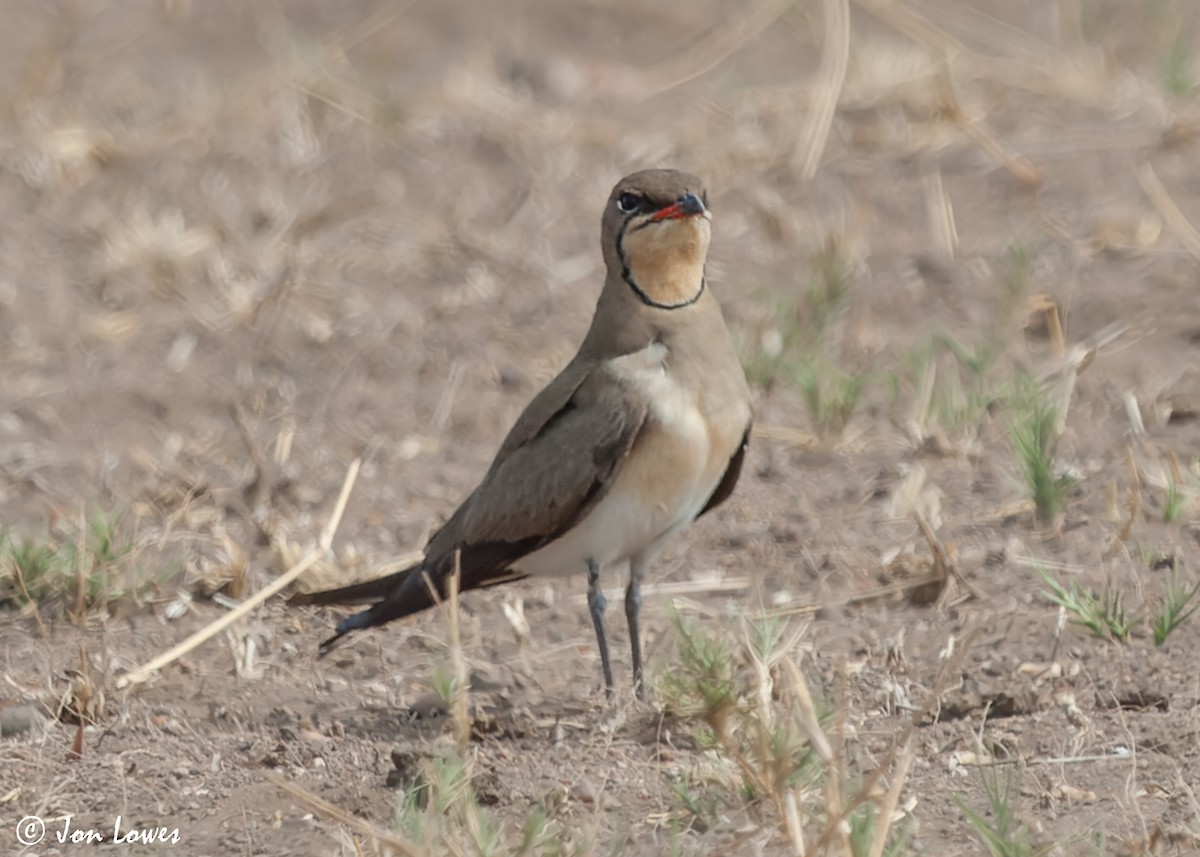 Collared Pratincole - ML542190491