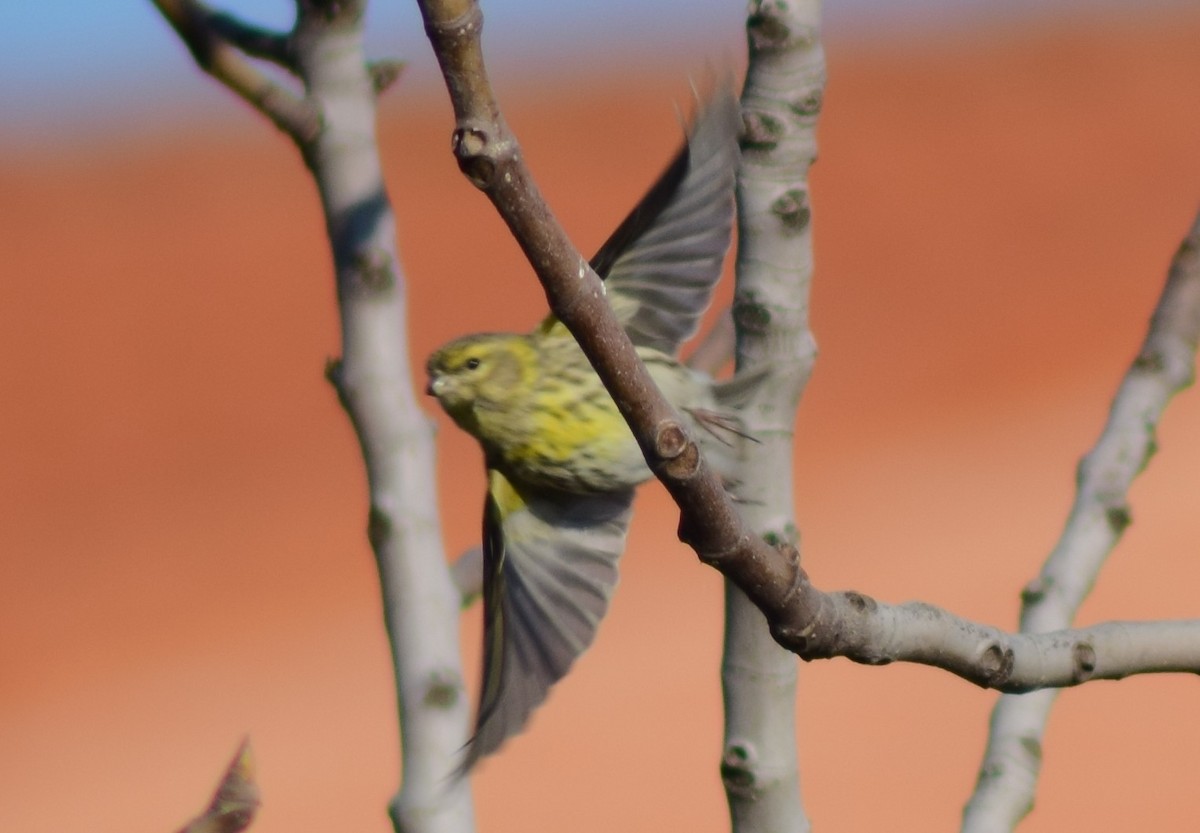 European Serin - ML542190621