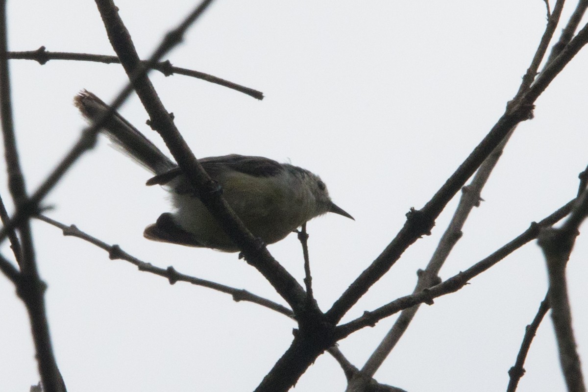 Creamy-bellied Gnatcatcher - ML542190751