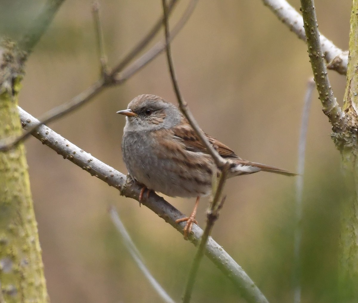 Dunnock - ML542190761