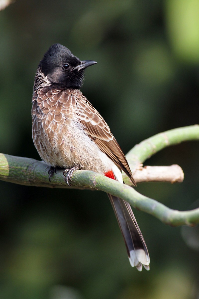 Bulbul à ventre rouge - ML542191021