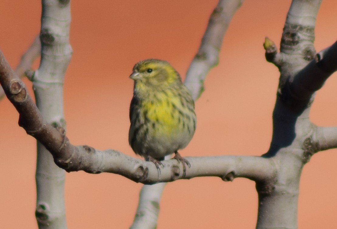 European Serin - ML542191251