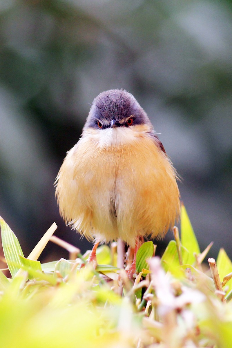 Prinia cendrée - ML542191481