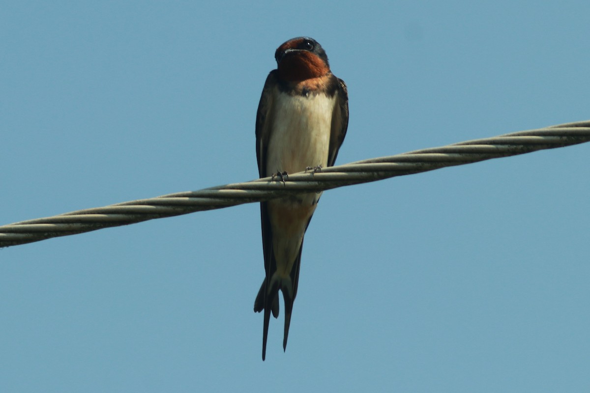 Barn Swallow - ML542191661