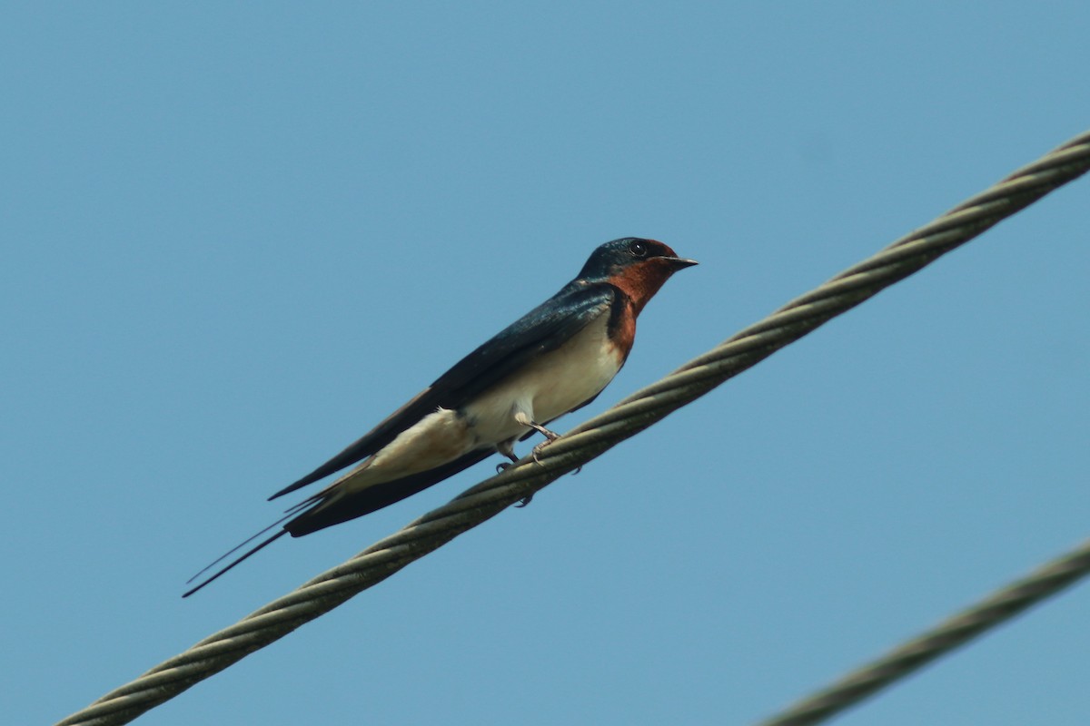 Barn Swallow - ML542191671