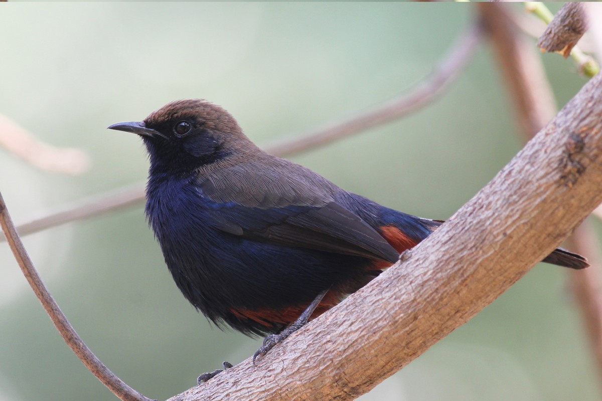 Indian Robin - ML542191971