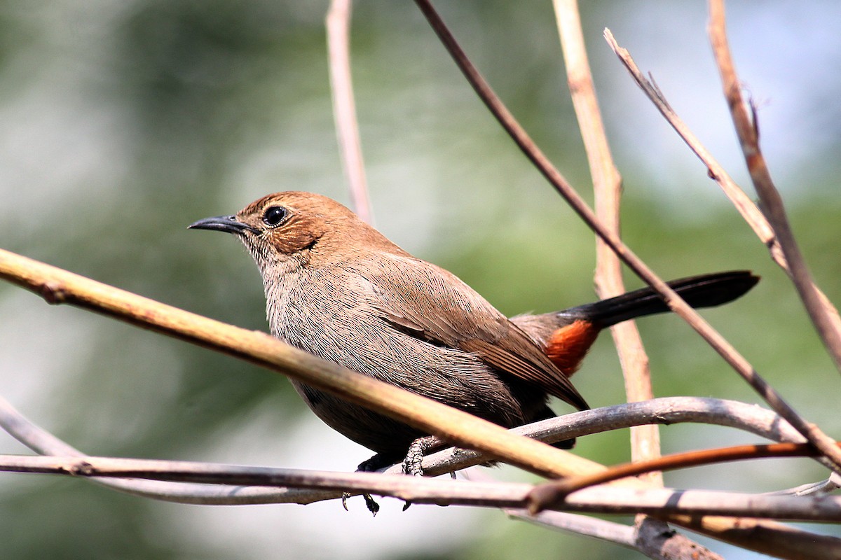 Indian Robin - ML542191981