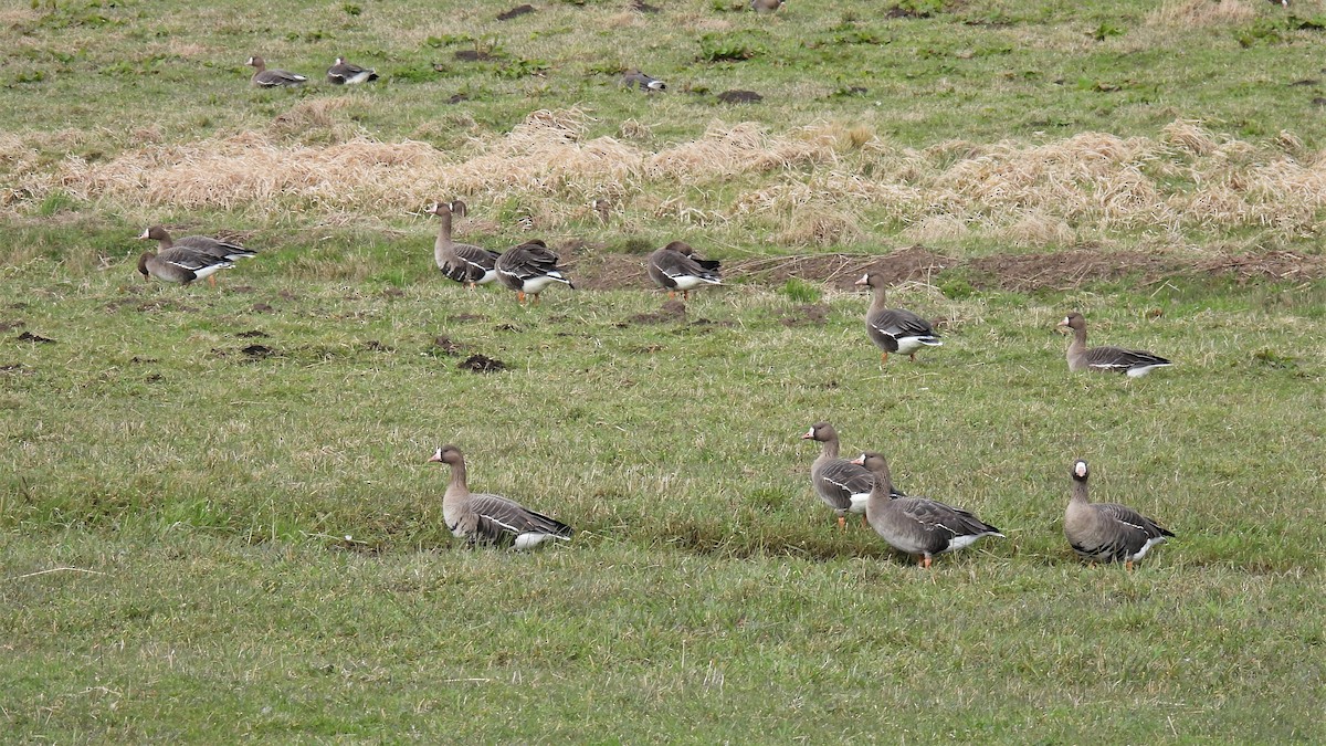 Greater White-fronted Goose (Eurasian) - ML542192811