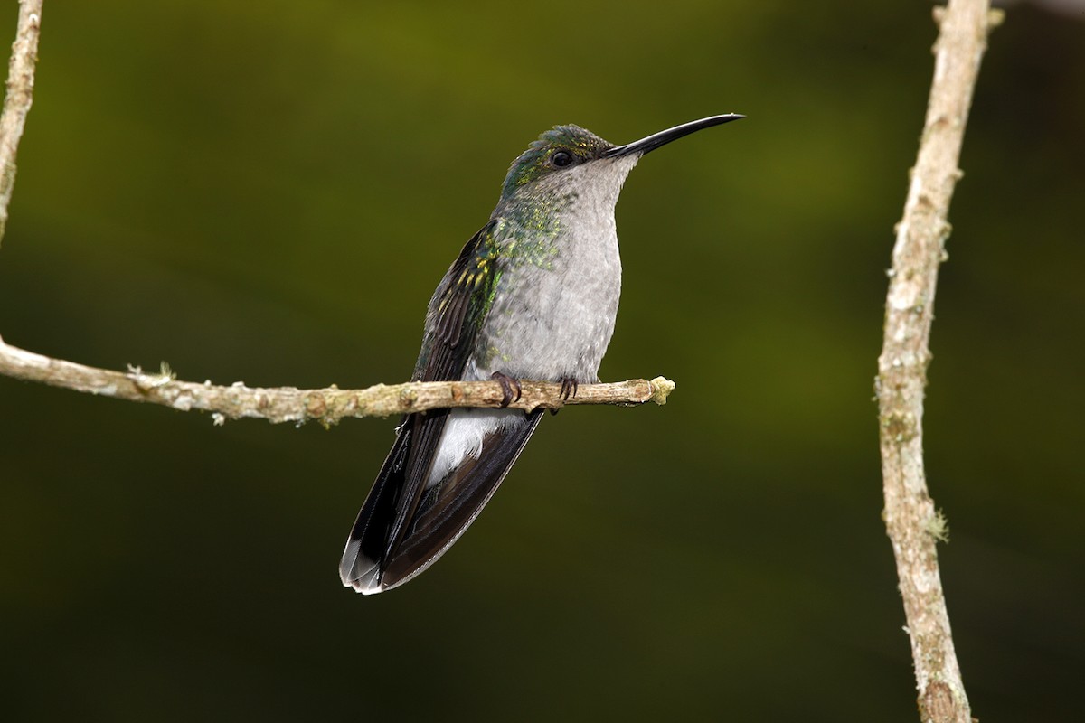 kolibřík šedoprsý - ML542193131
