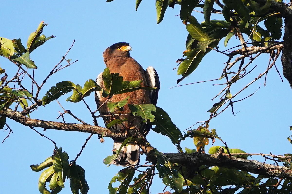 Crested Serpent-Eagle - ML542193811