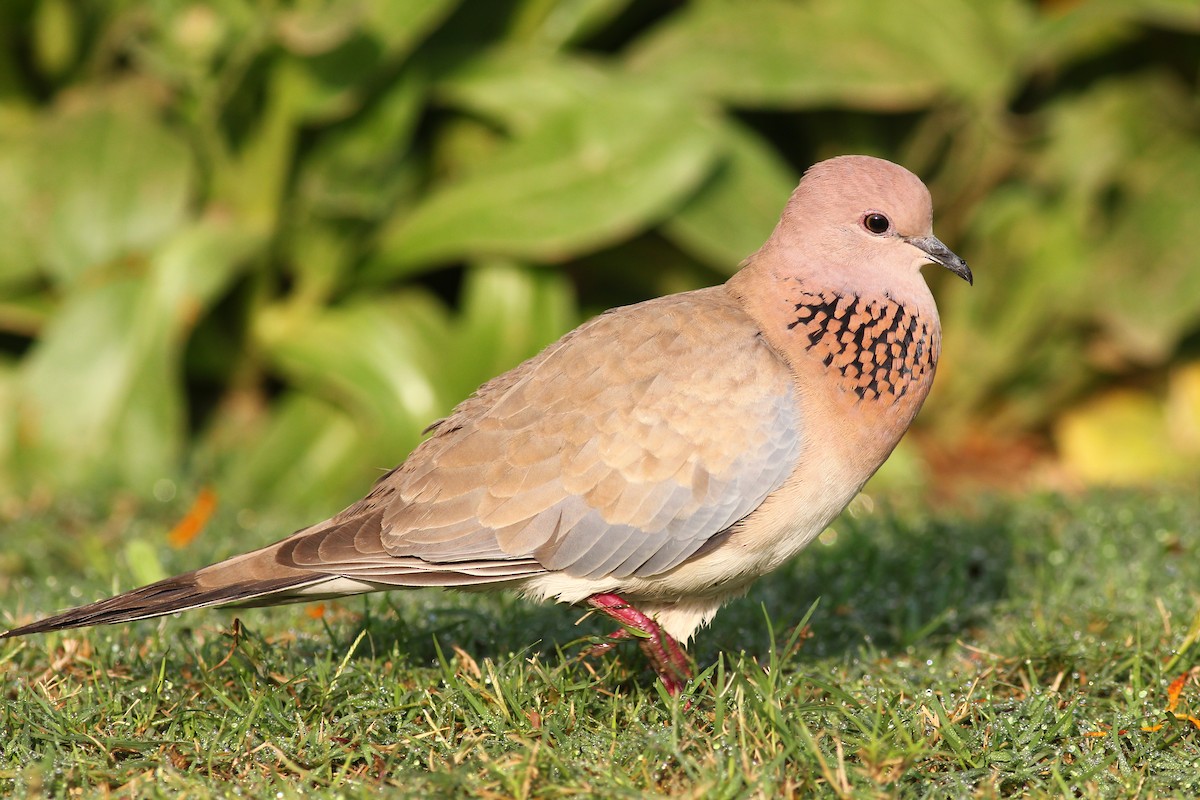 Tórtola Senegalesa - ML542194081