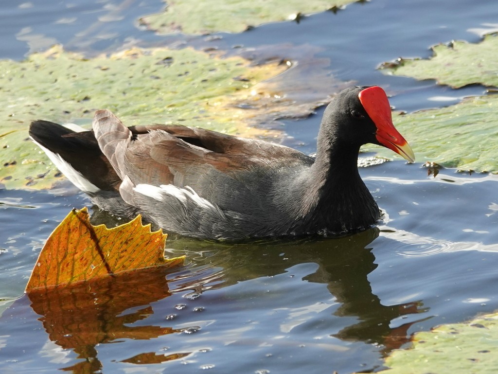 Common Gallinule - ML542195061