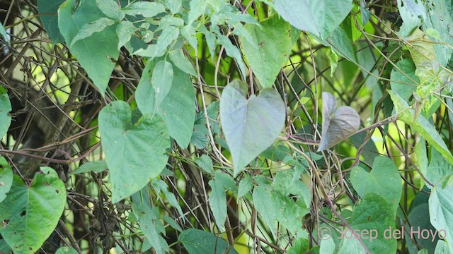 Santa Marta Antbird - ML542195971