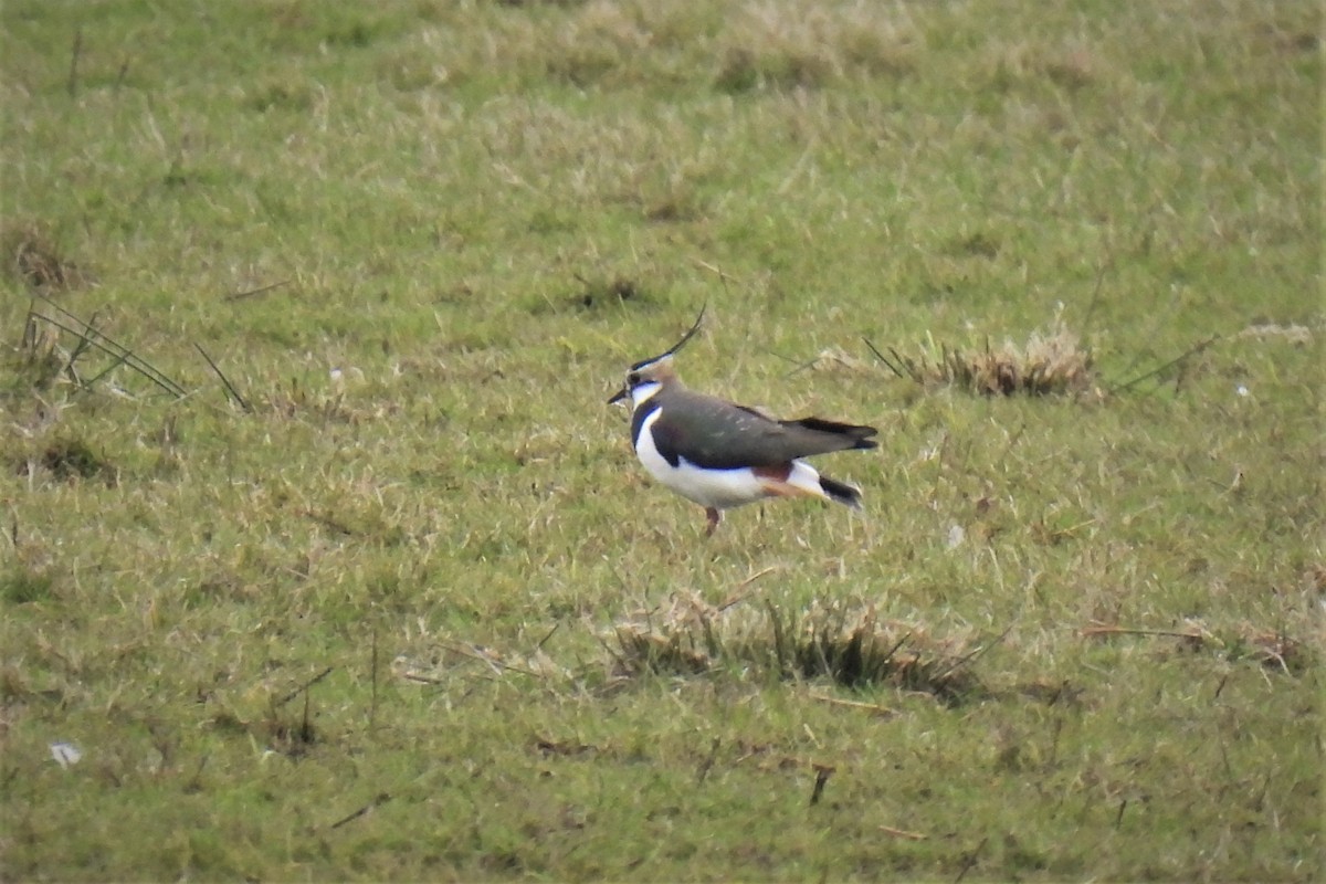 Northern Lapwing - ML542196711