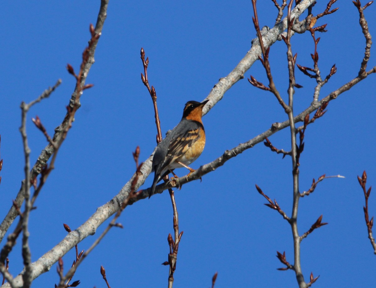 Varied Thrush - ML542197321