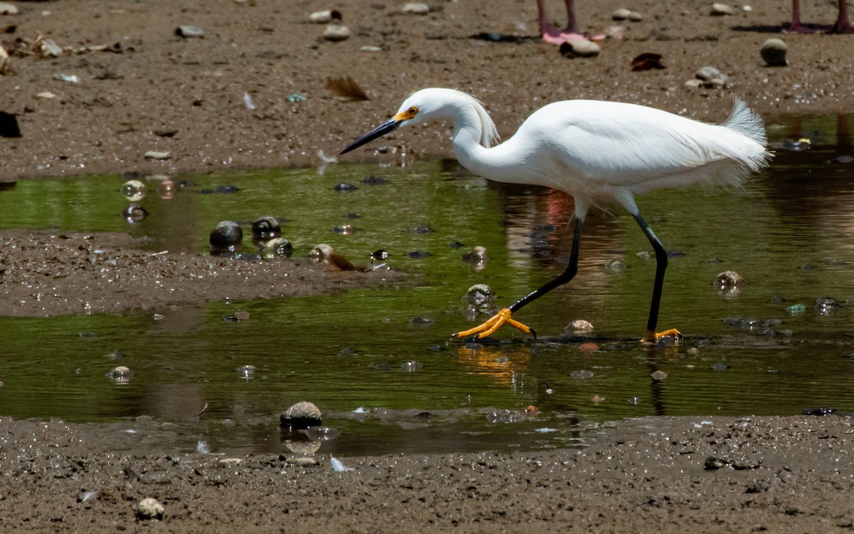 Snowy Egret - ML542203021