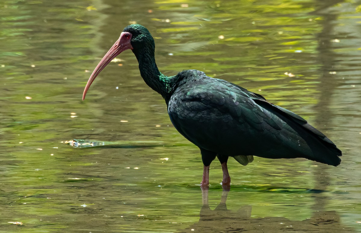 rødmaskeibis - ML542203161