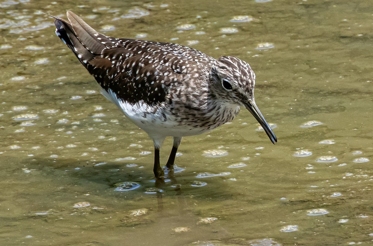 Solitary Sandpiper - ML542203371