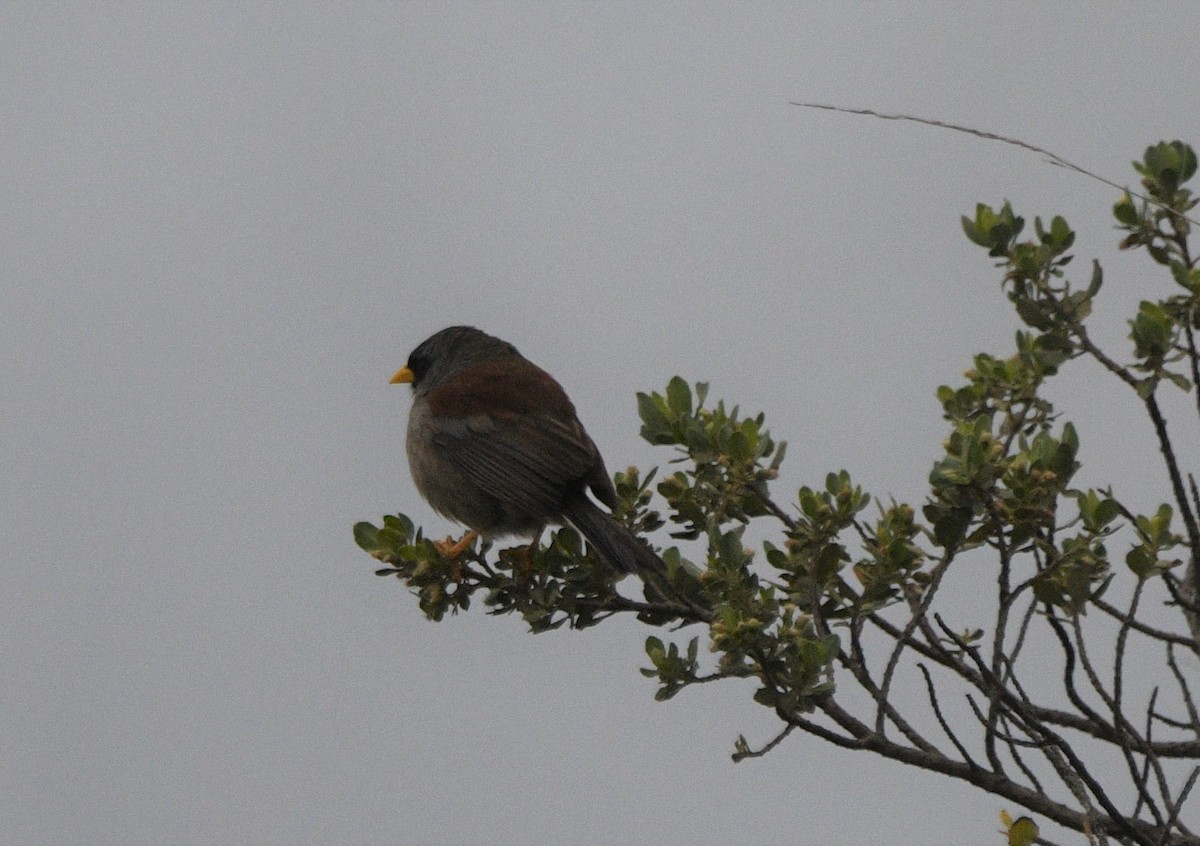 Rufous-backed Inca-Finch - ML542204461