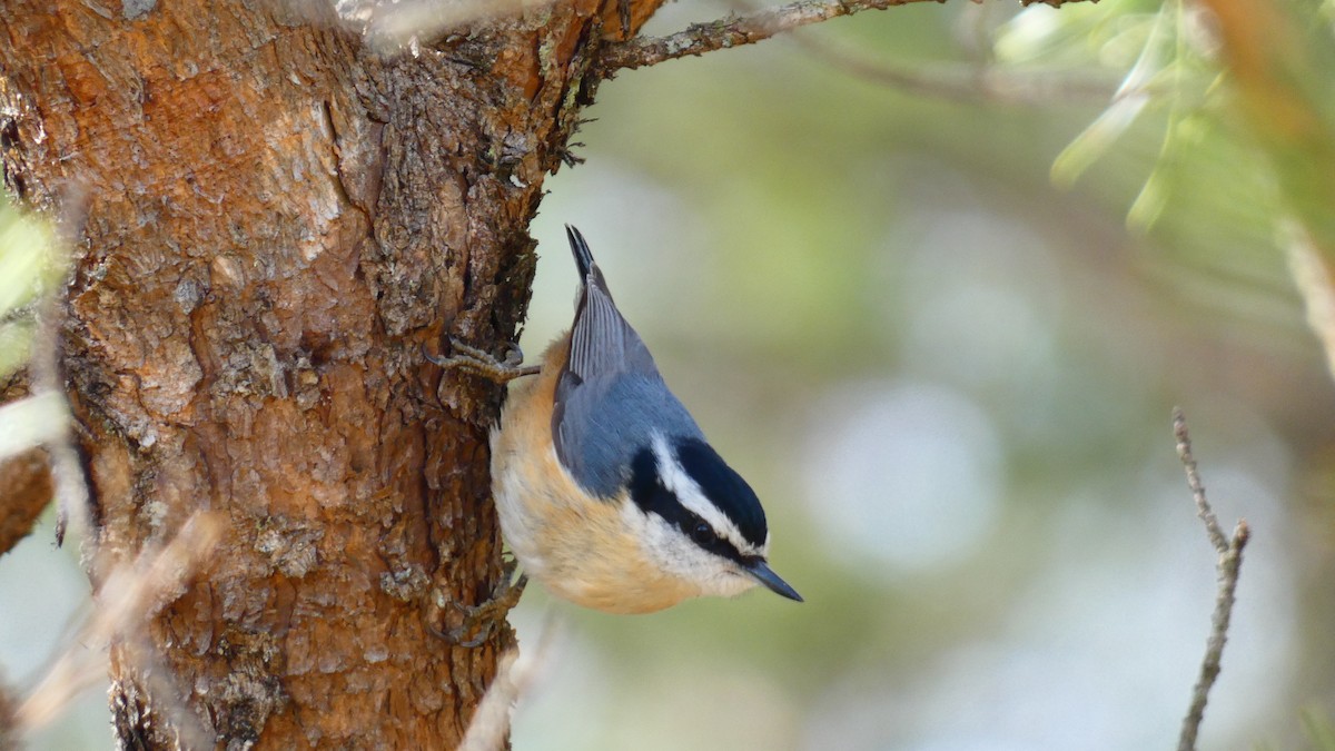 Red-breasted Nuthatch - ML542204811