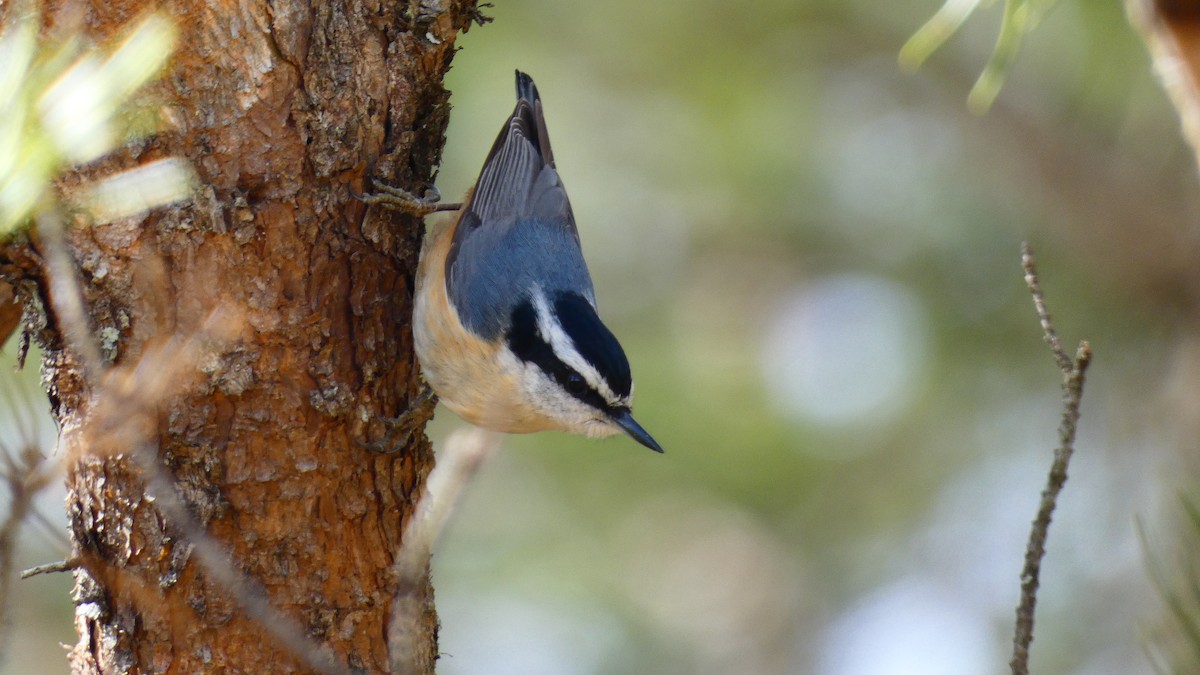Red-breasted Nuthatch - ML542204821